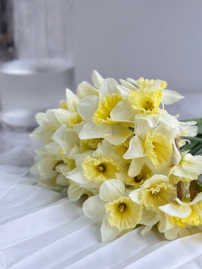 NARCISSUS