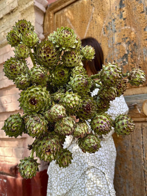 ARTICHOKE