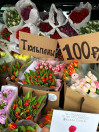 TULIP HOLLAND 