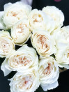 Роза садовая Purity (пионовидная)